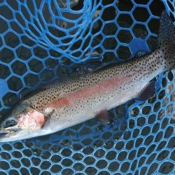 ひれピンニジマス連発！ ～フィッシング母袋～